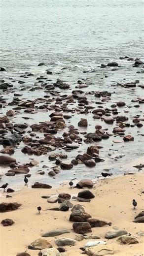 Cute Birds in Newcastle 🐧