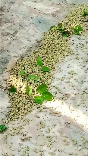 OSRS - Most efficient way to gather white berries on an Ironman, osrs white berries, osrs ironman