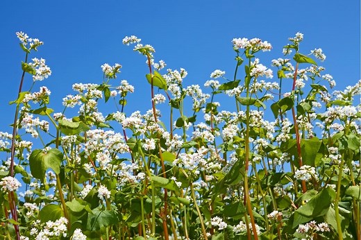 3 BEST Buckwheat Honey Brands: Raw, Organic, Unfiltered Honey