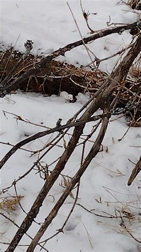 white Weasel came by while bow hunting #wildlife #nature #hunting #weasel