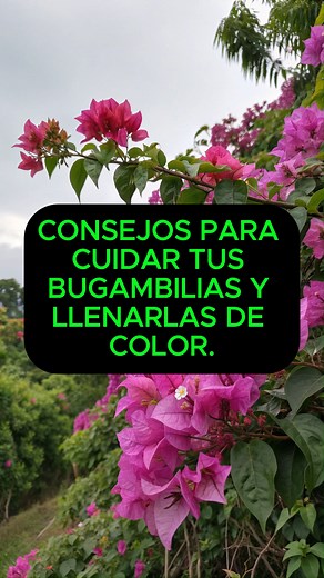 Consejos para cuidar tus Bugambilias y llenarlas de color. La bugambilia (o bougainvillea) es una de las plantas más bellas y resistentes, famosa por cubrir muros y jardines con sus flores vibrantes. ¡Mira cómo mantenerla espectacular! Amantes del sol: necesitan al menos 6 horas de sol directo para florecer sin parar. Riego moderado: evita encharcar. Riégala solo cuando la tierra esté seca. Poda regular: corta ramas secas y da forma después de la floración para estimular nuevos brotes. Buen dren
