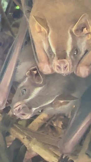 🇨🇷 El murciélago frutero grande (Artibeus lituratus), es un murciélago frugívoro nativo de América Central y Sur América. Sus características distintivas incluyen la ausencia de una cola externa y una membrana interfemoral corta en forma de U. El pelaje es gris marrón y tiene un suave olor a jabón y es levemente pálido en el lado de abajo. Las orejas son algo más puntiagudas que otros murciélagos relacionados. Este mide cerca de 9 cm de largo. Vive en bosques lluviosos, bosque decidu y bosques
