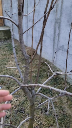 366K views · 6.5K reactions | Cum poti grabi întrarea pe rod la păr. | Tibi Tips | Facebook