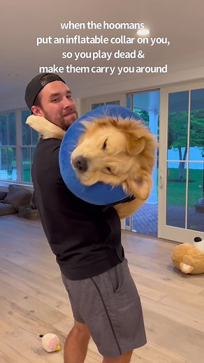 got ‘em #dogsoftiktok #dogtok #foryoupage #dogdad