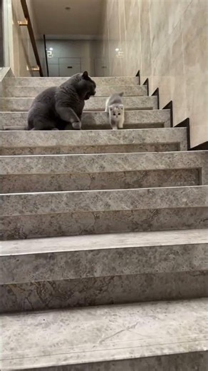 An 8-bit Stumble: The Clumsy Kitten & The Silent Guardian | 像素风的跌倒与温柔守望