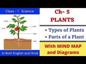 Class 1 | SCIENCE | EVS | Plants Around Us | Parts of Plants with Diagram | Nirja Education
