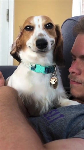 Funny Dogs Smiling Like They Just Heard Great News