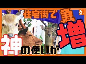“神の使い”奈良公園のシカが増えすぎ注意？ 住宅街へ出ていくシカが増加中･･･