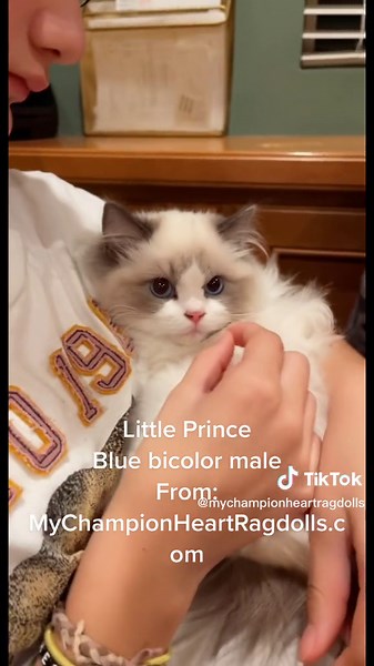 Little Prince is a blue bicolor male ragdoll in search for his forever family. Find contact info at MyChampionHeartRagdolls.com. #beautifulragdoll #mch #beautifulragdollkitty #布偶貓咪 #ragdolllife #ragdolladdicted #ragdoll_world #ragdoll_cat #ragdollbreed #orangecounty #ragdolllover #riverside #sandiego #mychampionheartragdolls #mcheart #mychampionheart #animals #kittendaily #mcheart #pets #ragdollclub #fluffykitten #mychampion #ragdoll #布娃娃猫 #布偶 #ragdollkitty #ragdollkitten