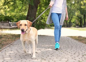 Holding Your Dog's Lead Incorrectly Can Damage Your Hand