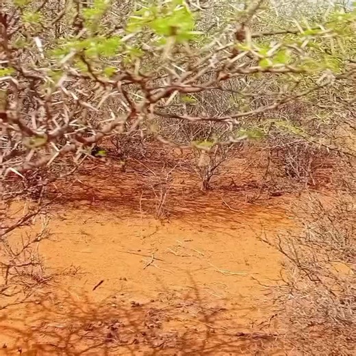 Captivating Nature: Leafless Tree in Arid Landscape