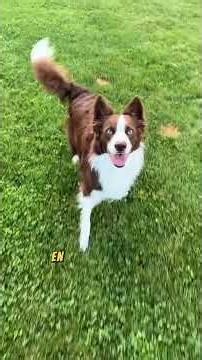 🐶 All About Animals | Tips, Training, Care & Adorable Moments
