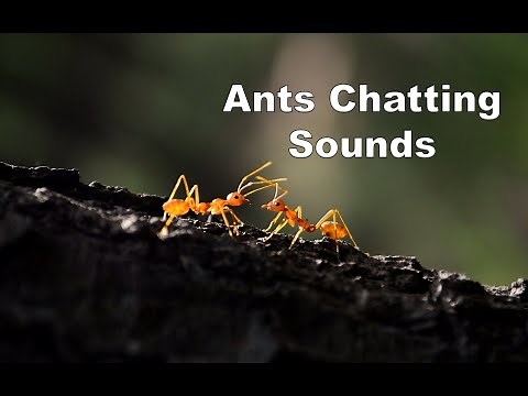 Ant Sounds - Different Ant Noises [Recorded]