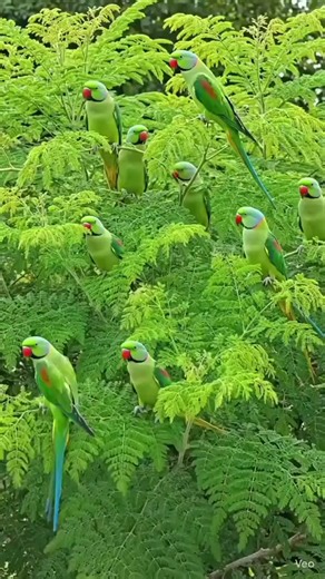 CapCut: Free Video Editor & Maker