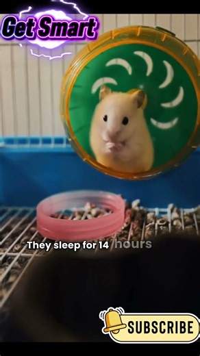 “Hamster Fun Facts You Didn’t Know 🐹🤯” #HamsterFacts #FunTrivia #DidYouKnow