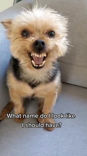 Angry Yorkshire terrier.