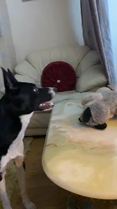 Barney’s Tribute to Ozzy #ozzyosbourne | Stephen Kelleher