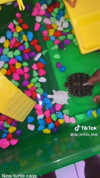 New Turtle Habitat in Nassau, Bahamas 🐢