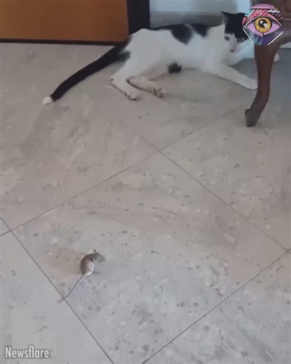 1.5M views · 12K reactions | Rolling mouse hypnotizes cat | Bright Side | Facebook