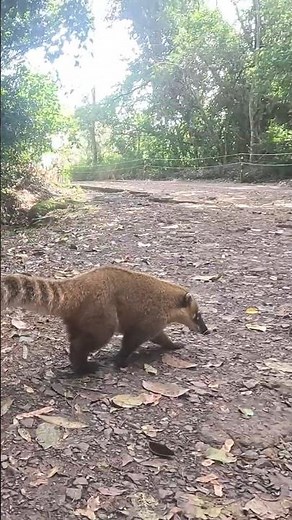 Coati in the Iguazu falls