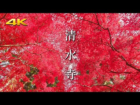紅色に染まる晩秋の清水寺 (紅葉) - Bright red color maple trees at Seisuiji Temple - (BMPCC6K)