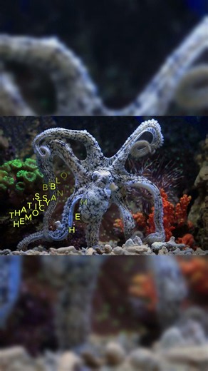 Octopus Secrets From The Deep Ocean 🌊🐙😳