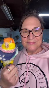 How we effectively use collars for a bird to stop self mutilation. #caique #parrotrescue #selfmutilation | Birds and Beaks Rescue and Rehab