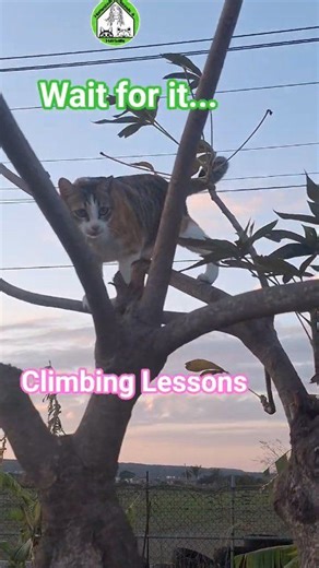 Lizzie’s tree lesson: The epic drop! 🌳😹 ​Climbing lessons with Teacher Lizzy didn't go quite as planned today! She missed her branch and had an epic drop, but she handled the failure like a pro before the chase began. 🐾 ​The Method: Showing that resilience is just as important as the climb. 🧶 ​The Goal: 21 seconds of homestead lessons. ⏱️ ​The Vibe: Raw, funny, and resilient with Lizzy and Chester in the long grass. 👣 ​How do you handle a "drop" in life? Follow for more daily homestead peac