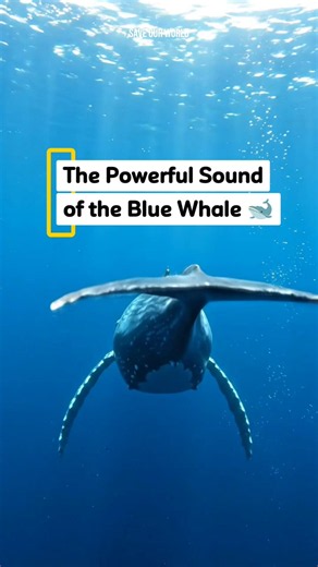 The Powerful Sound of the Blue Whale 🐋