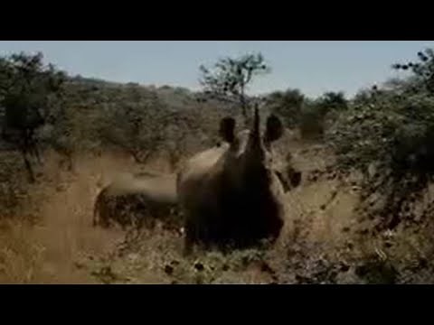 Wildlife Conservation | Rhino Survival | BBC Studios