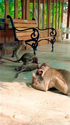 Monkey Group Fight in Seconds! ⚡|🐒#cute #baby #monkey #shortsviral #animals #funny #nature #shorts