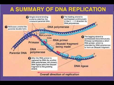 DNA Replication- Leading vs Lagging Strand