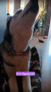 190 reactions · 63 shares | Luna és Zamir kalandjai az...