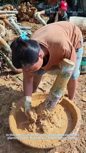 Applying Rooting Powder for Planting Sweet Dragon No.1 Fruit Bamboo Shoots