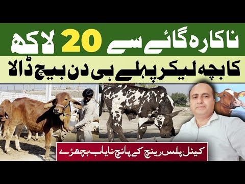 Nakara Cow Ka Embryo Result 🧬 | 1 Din Ka Bachra 😱 20 Lakh Ka Bech Diya 🐮