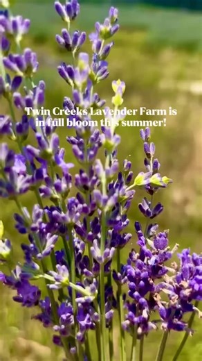 32 reactions | Breathe in, bliss out  Twin Creeks Lavender Farm is a summertime dream—where fields of fragrant purple stretch as far as your senses can wander. Whether you’re picking your own bundle or just soaking up the views, this spot is pure lavender love. Twins Creeks Lavender Farm, Williamston: @visitandersonsc | Discover South Carolina | Facebook
