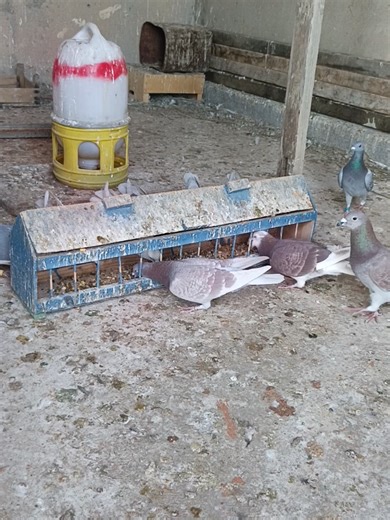 #الزاجل_عشق_لاينتهي❤️🕊️؛ #الزاجل_غواية_الملوك🥇 #تلعفر_موصل_كركوك_دهوك_اربيل_تركيا #الموصل_دهوك_اربيل_بغداد_كركوك #الشعب_الصيني_ماله_حل😂😂