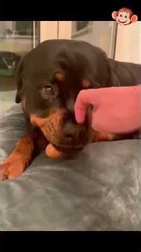 **Egg Test for Dogs and Funny Fails🐾🥚🐶** ......[236]