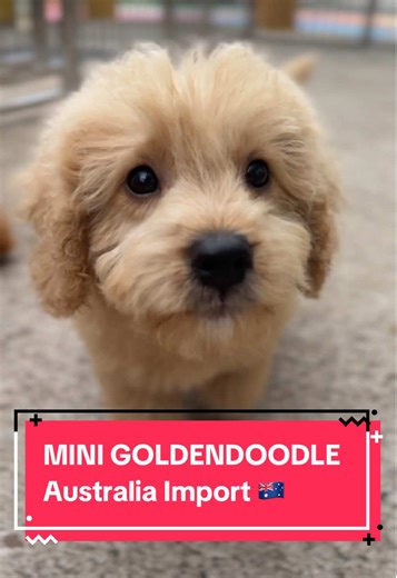 Exploring the Mini Goldendoodle: A Loving Companion