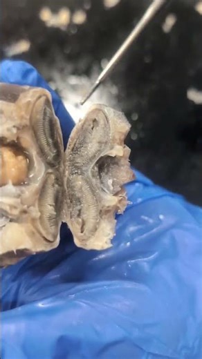 Spiny Dogfish Brain Dissection: RHS Marine Biology
