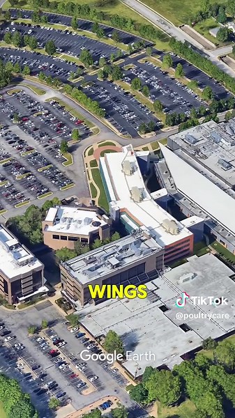 Largest Poultry Producers in the US: A Comprehensive Overview