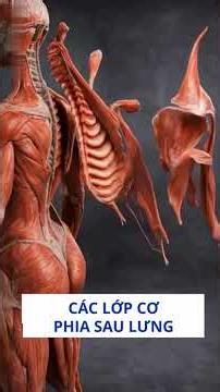 Anatomy of the 3 Layers of Back Muscles in 90 Seconds