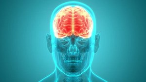 clip-1099065779-central-organ-human-nervous-system-brain-anatomy