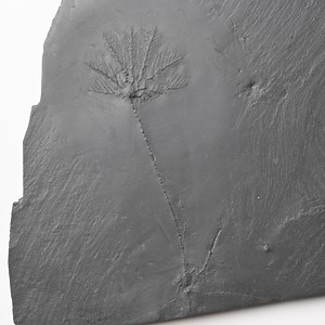 Rare fossile de crinoïde de Bundenbach avec système racinaire Thallocrinus sp. Ardoise Emsian Devonian Hunsruck Allemagne - Etsy France