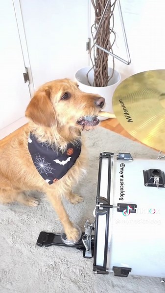 Dog Drumming Tribute to Ozzy Osbourne Fundraiser