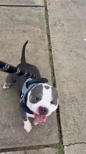 62K views · 2.4K reactions | Handsome 4-year-old McLovin has been...