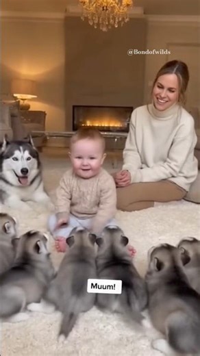 Baby Leads 7 Husky Puppies with One Command | Funny Puppy Army Moment 😂🐺 #cute #viral #funnyshorts