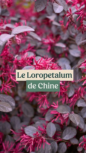 1.3M views · 8.6K reactions | Zoom sur le Loropetalum, un arbuste au...