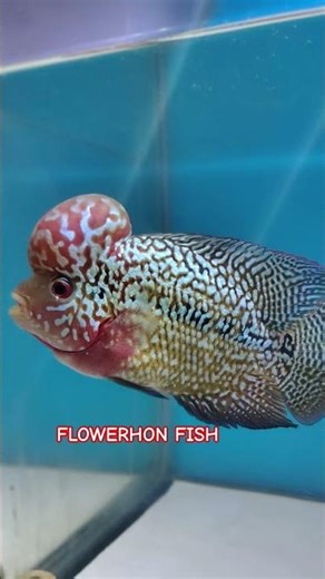 FLOWERHON FISH 🥰 #aqurium #aquarium #flowerhorn