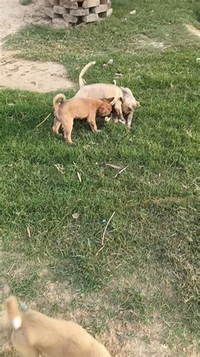 cute dogs 🐕🐶